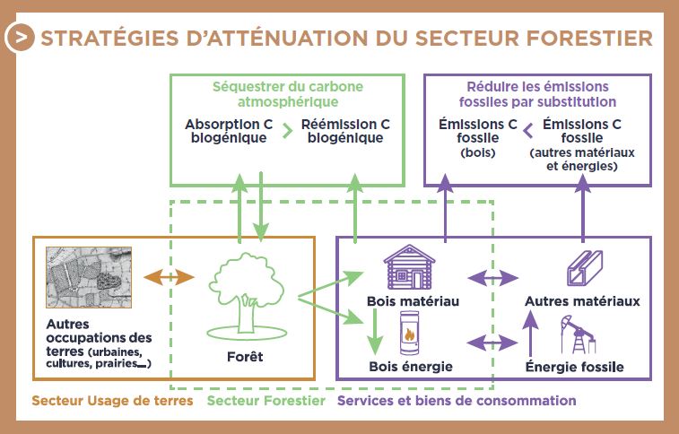 « La forêt et le bois, un enjeu majeur pour atténuer le changement climatique »