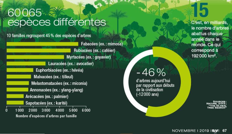 Les arbres : ils peuvent nous sauver.