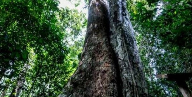 L’importance d’acheter du bois tropical d’origine durable.