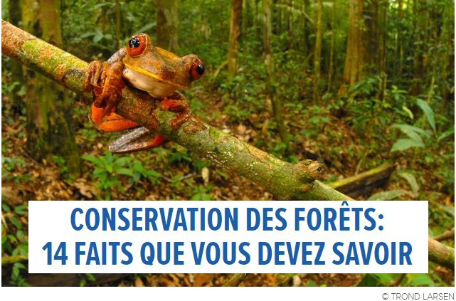 Conservation des forêts : 14 faits que vous devez connaître
