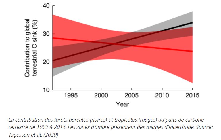 Les forêts tropicales perdent leur capacité à absorber le CO2.