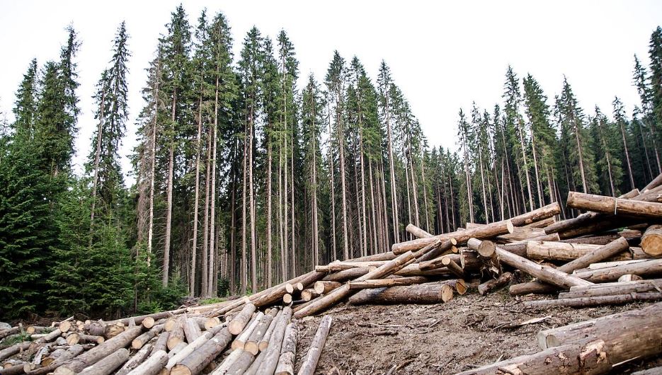 La CE exhorte la Roumanie à stopper l’exploitation forestière illégale