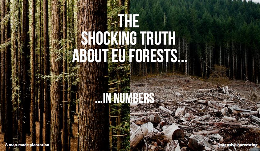 « La vérité choquante sur les forêts de l’UE en chiffres »