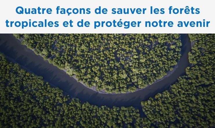 Quatre façons de sauver les forêts tropicales et de protéger notre avenir