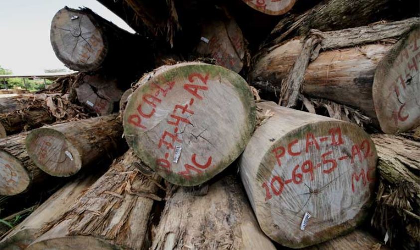 L’Indonésie met fin à la licence FLEGT de légalité du bois : les craintes d’un boom de l’exploitation forestière illégale.