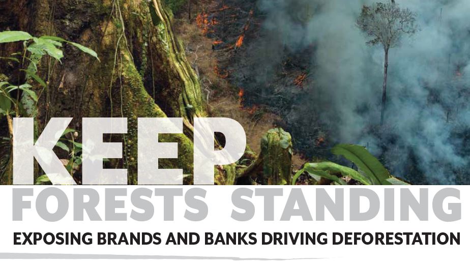 Conserver les forêts exposées par les marques et les banques liées à la déforestation