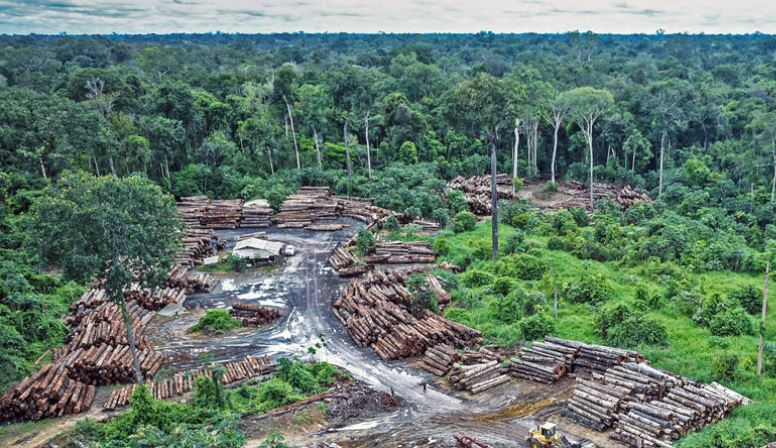 Mettre fin à la déforestation illégale est bon pour notre santé