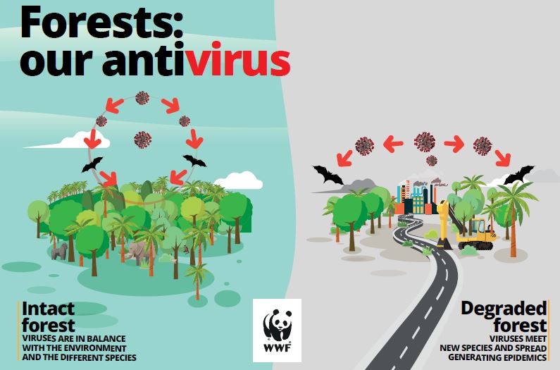 « Les forêts : notre anti-virus »