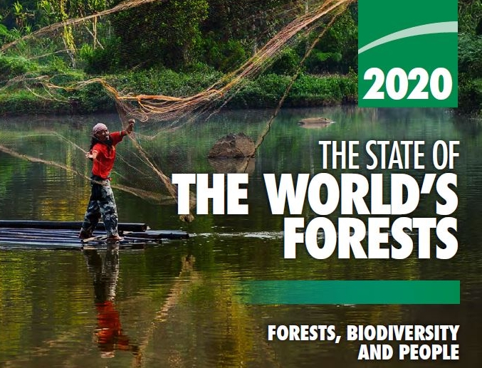 La FAO publie l’état des forêts du monde – 2020