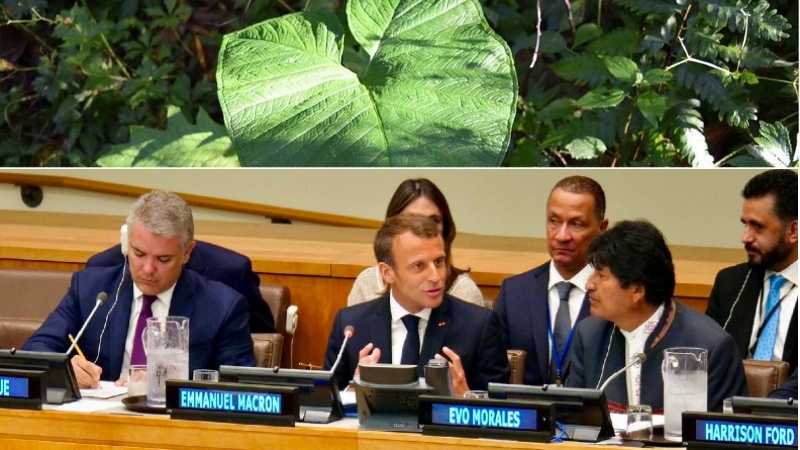 Lancement de l’Alliance pour la préservation des forêts tropicales