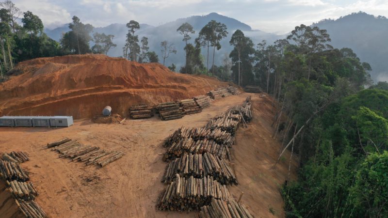 Déforestation importée en France (SNDI) : point sur la situation par un collectif d’associations