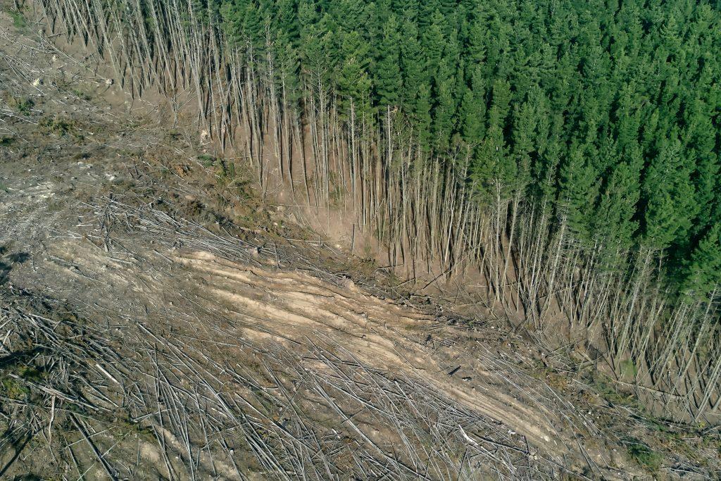 L’exploitation forestière illégale du bois de récupération en Russie étudiée par FSC.