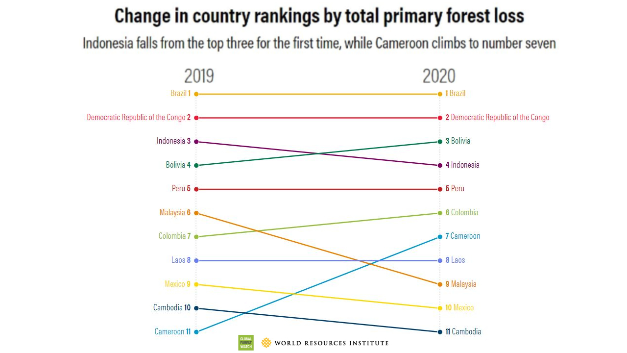 +12% de forêts primaires perdues en 2020 par rapport à 2019