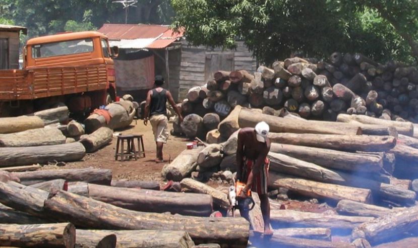 Restitution de bois de rose saisi à des trafiquants présumés