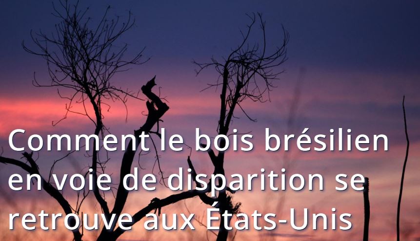 Enquête sur l’essence Ipê : du Brésil vers les Etats-Unis … et l’Europe.