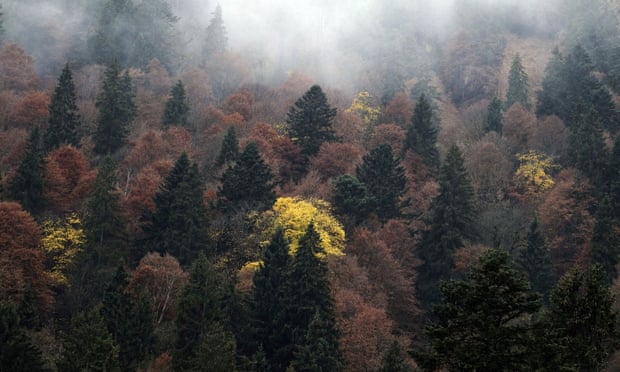 73 000 espèces d’arbres !