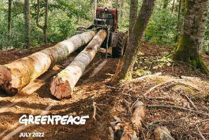 Greenpeace : « Traquer la destruction des forêts et les violations des droits de l’homme »