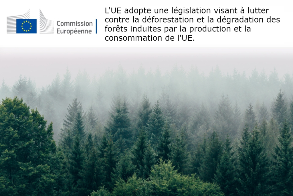 La réglementation européenne sur la déforestation importée avance