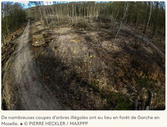 Vol d’arbres en France : un ancien forestier écope d’un an ferme.