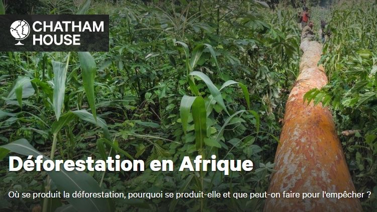 Déforestation en Afrique : les causes et son avenir.