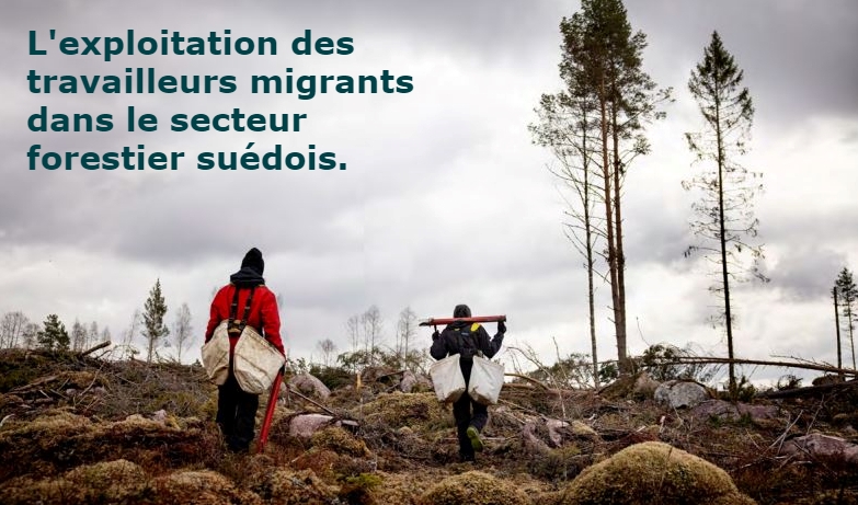 Les travailleurs migrants dans la filière bois en Suède.