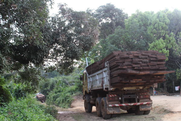 Comment l’exploitation forestière échappe aux contrôles de l’Etat au Cameroun ?