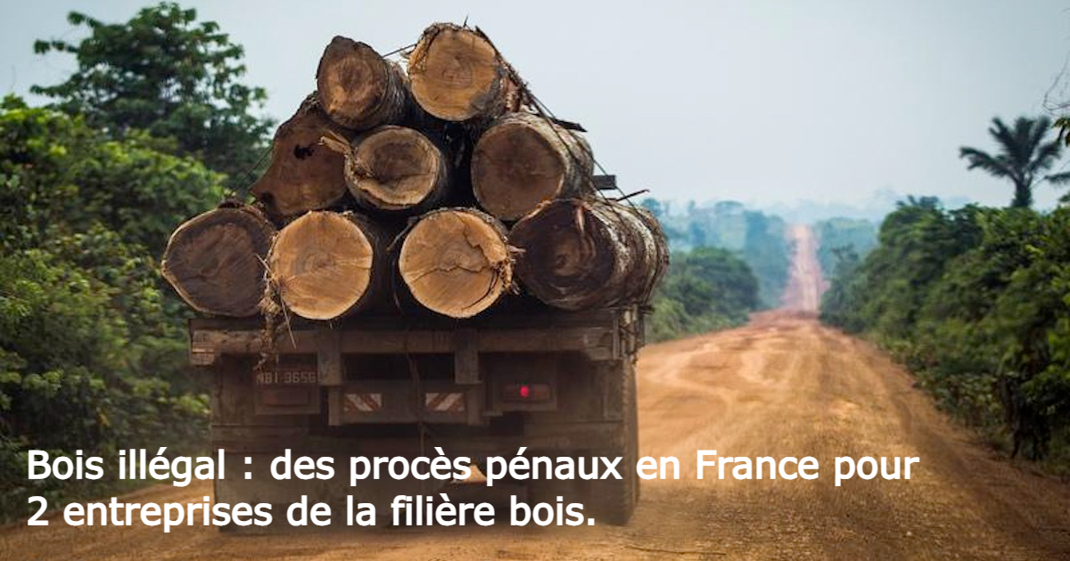 Bois illégal : des procès pénaux en France pour 2 entreprises de la filière bois.