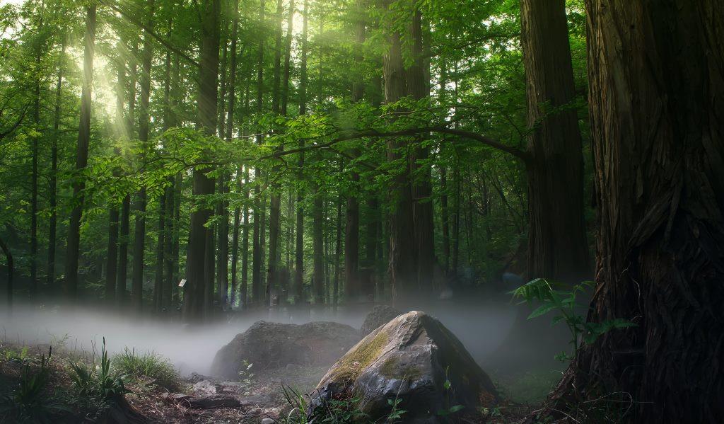 L’Europe avance sur sa proposition de loi sur la restauration de la nature.