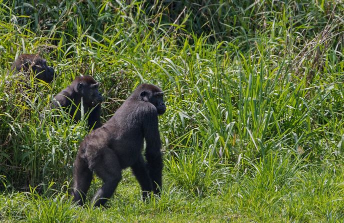 Une forêt au Cameroun en passe d’être réouverte à l’exploitation forestière malgré des irrégularités.