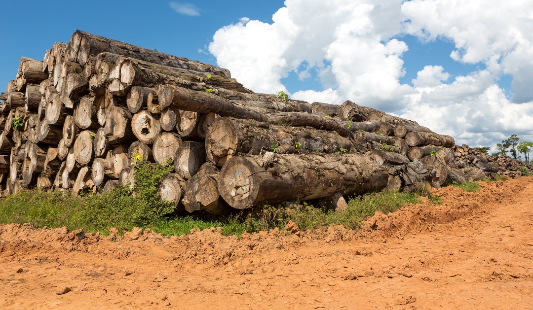 2ème condamnation en France d’une entreprise pour « mise sur le marché de bois non conformes au Système de Diligence Raisonnée ».