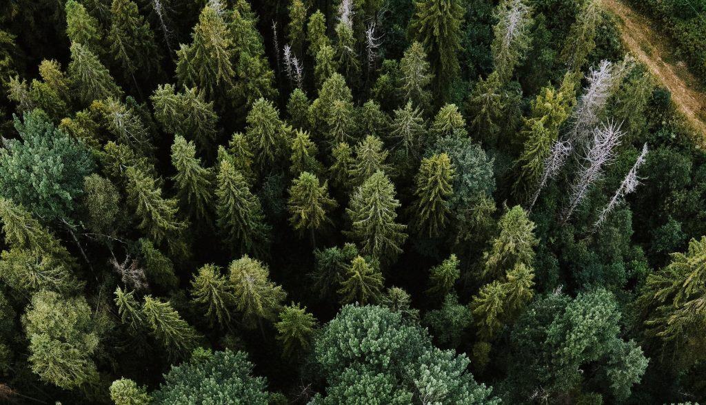 Une lettre de rappel des ONG à la Commission européennes pour les forêts de l’UE.