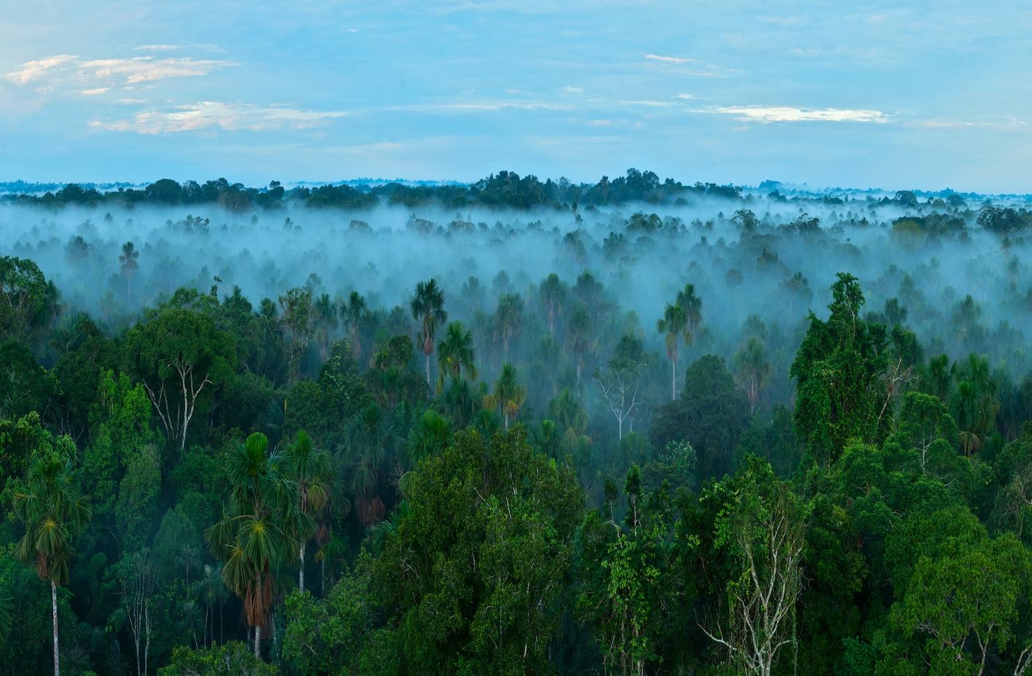 Pourquoi avoir en 2024 une politique crédible contre la déforestation ?