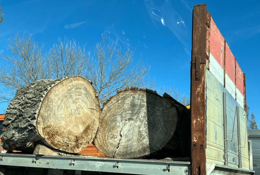 L’exploitation forestière illégale se poursuit en Albanie.