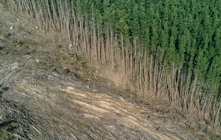 Décision au Pays-Bas : la coupe à blanc des forêts n’est plus autorisée.