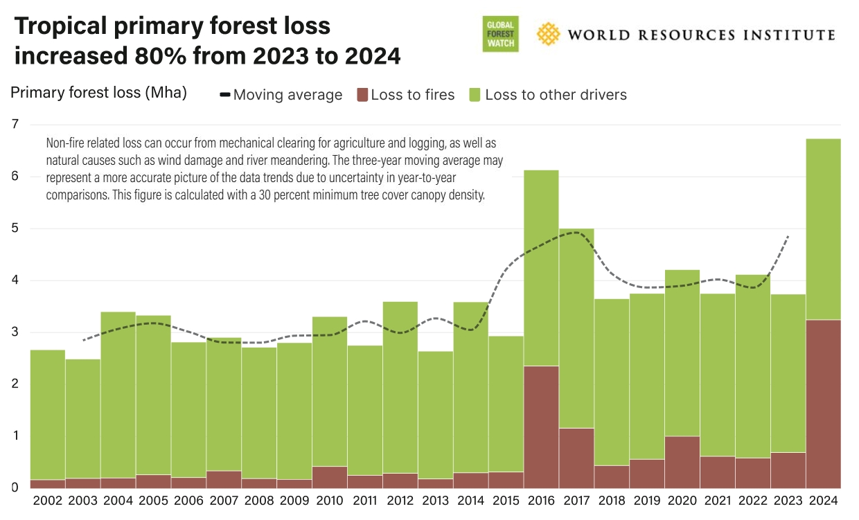 Hors incendies, la perte de forêts primaires a augmenté de 14 % en 2024.