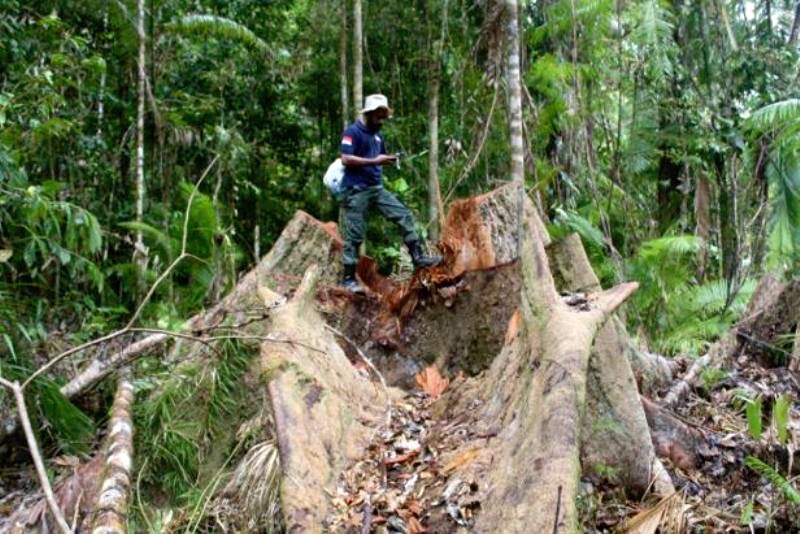 Le système de traçabilité et de légalité des bois (SVLK) en Indonésie s’affaiblit.
