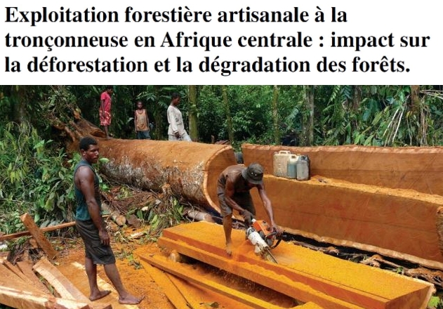 Quels sont les impacts sur la déforestation et la dégradation des forêts dûs à l’exploitation forestière artisanale à la tronçonneuse ?