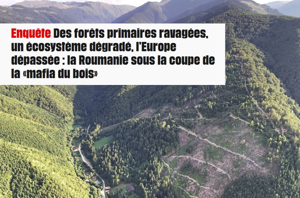 Des coupes de bois illégales en Roumanie.