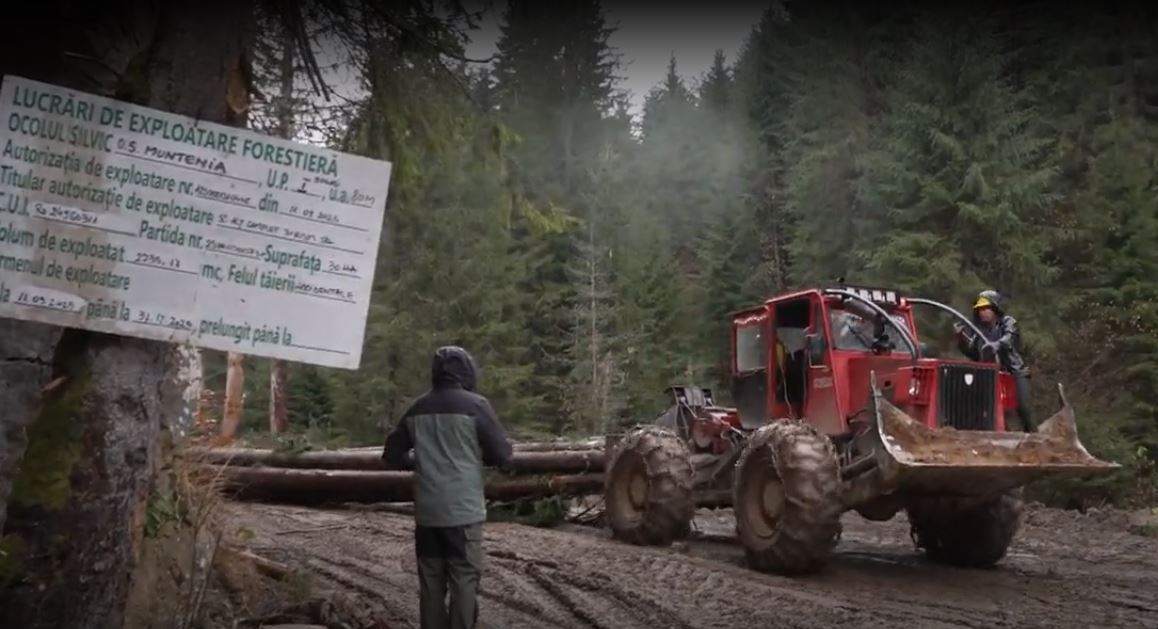 L’exploitation illégale de bois en Roumanie face au RDUE.
