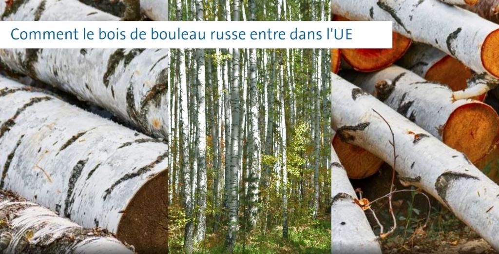 Le bouleau russe continue d’entrer en Europe.
