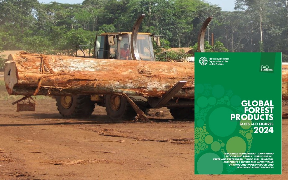 Statistiques des produits forestiers mondiaux 2020-2024 (FAO).