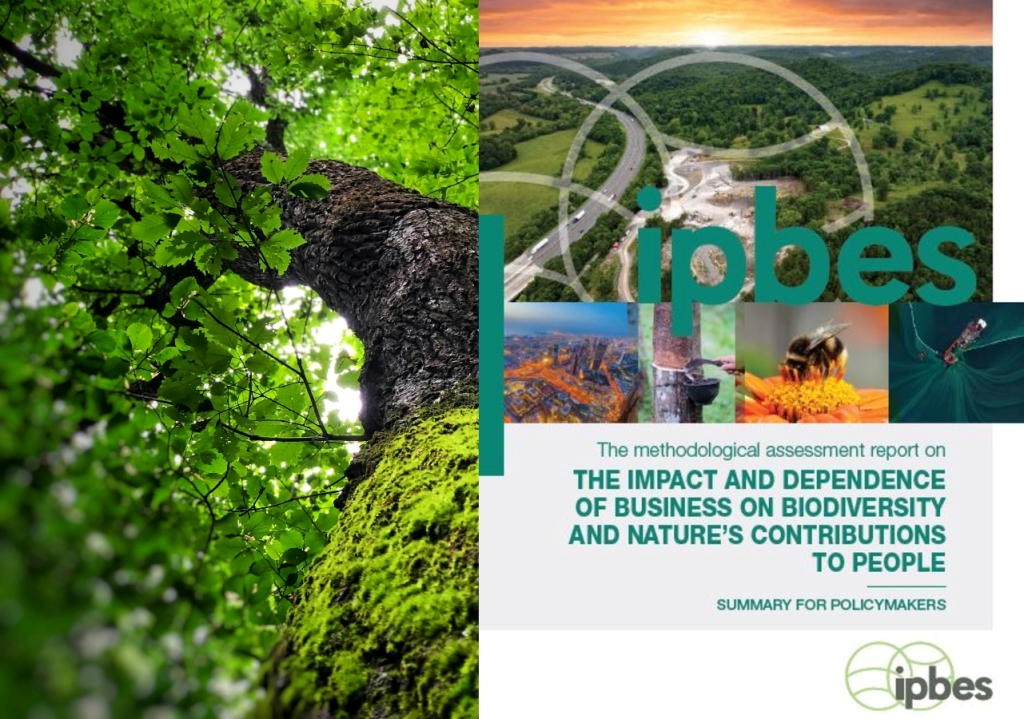 IPBES : premier rapport mondial sur les liens entre entreprises et biodiversité.