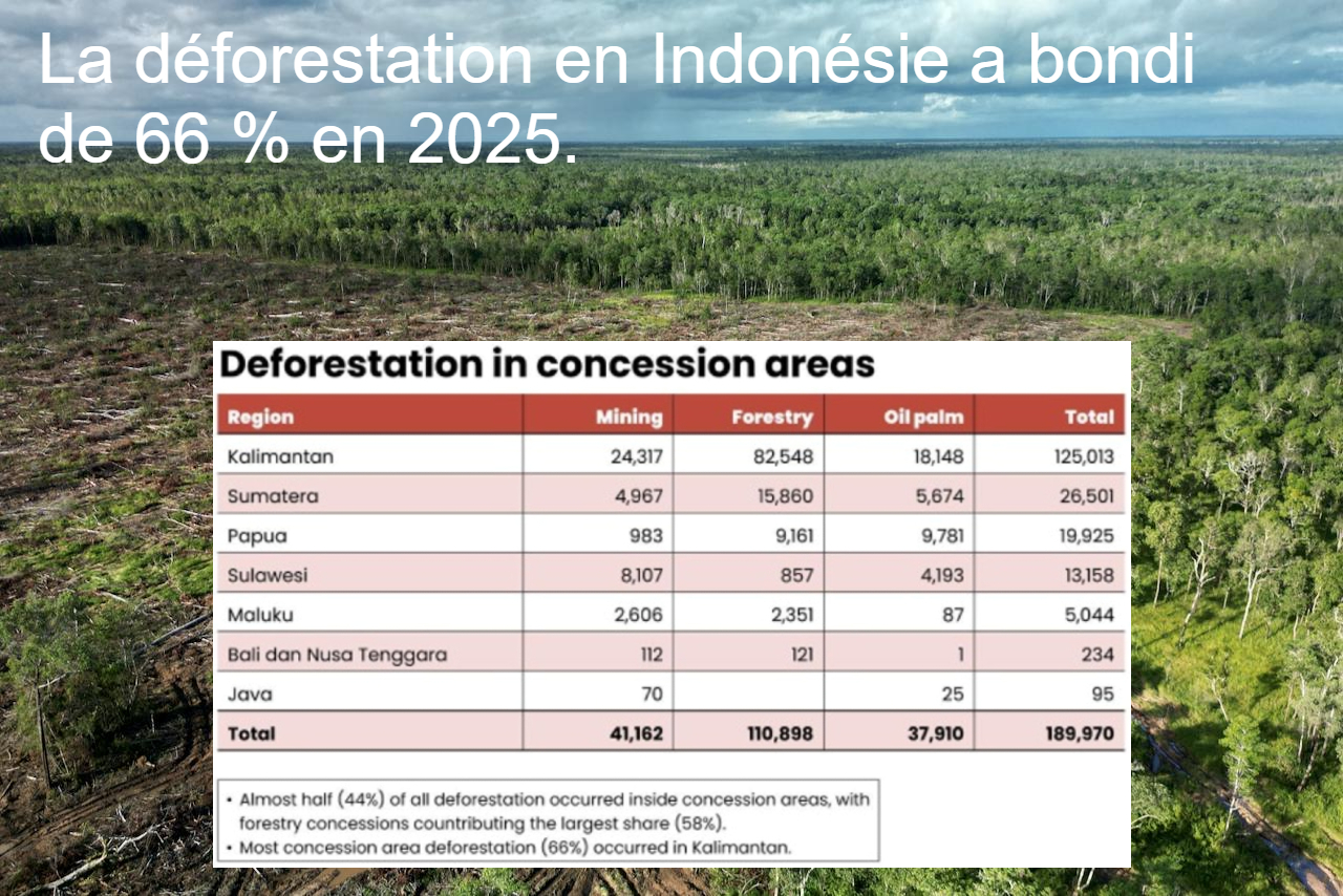 L&rsquo;Indonésie pourrait devenir le pays tropical qui déforeste le plus au monde en 2025.
