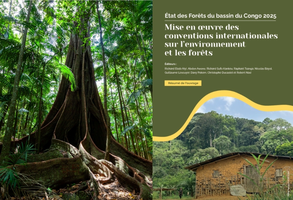 Edition 2025 de l&rsquo;état des forêts du Bassin du Congo : un manque de résultats environnementaux concrets.